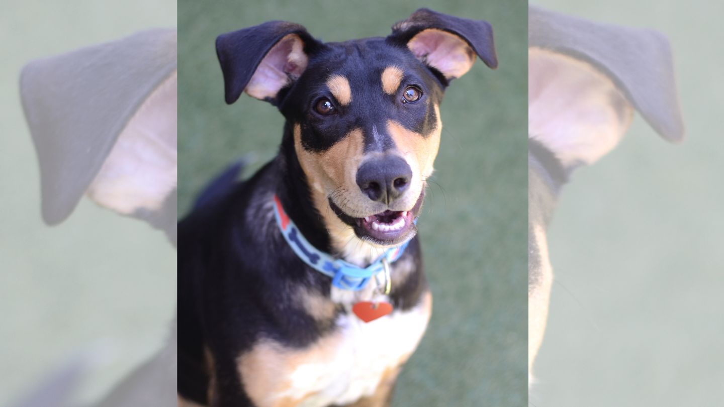 Photo of dog Dexter