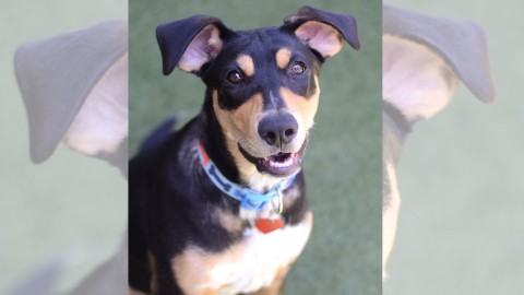 Photo of dog Dexter