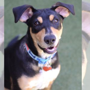 Photo of dog Dexter