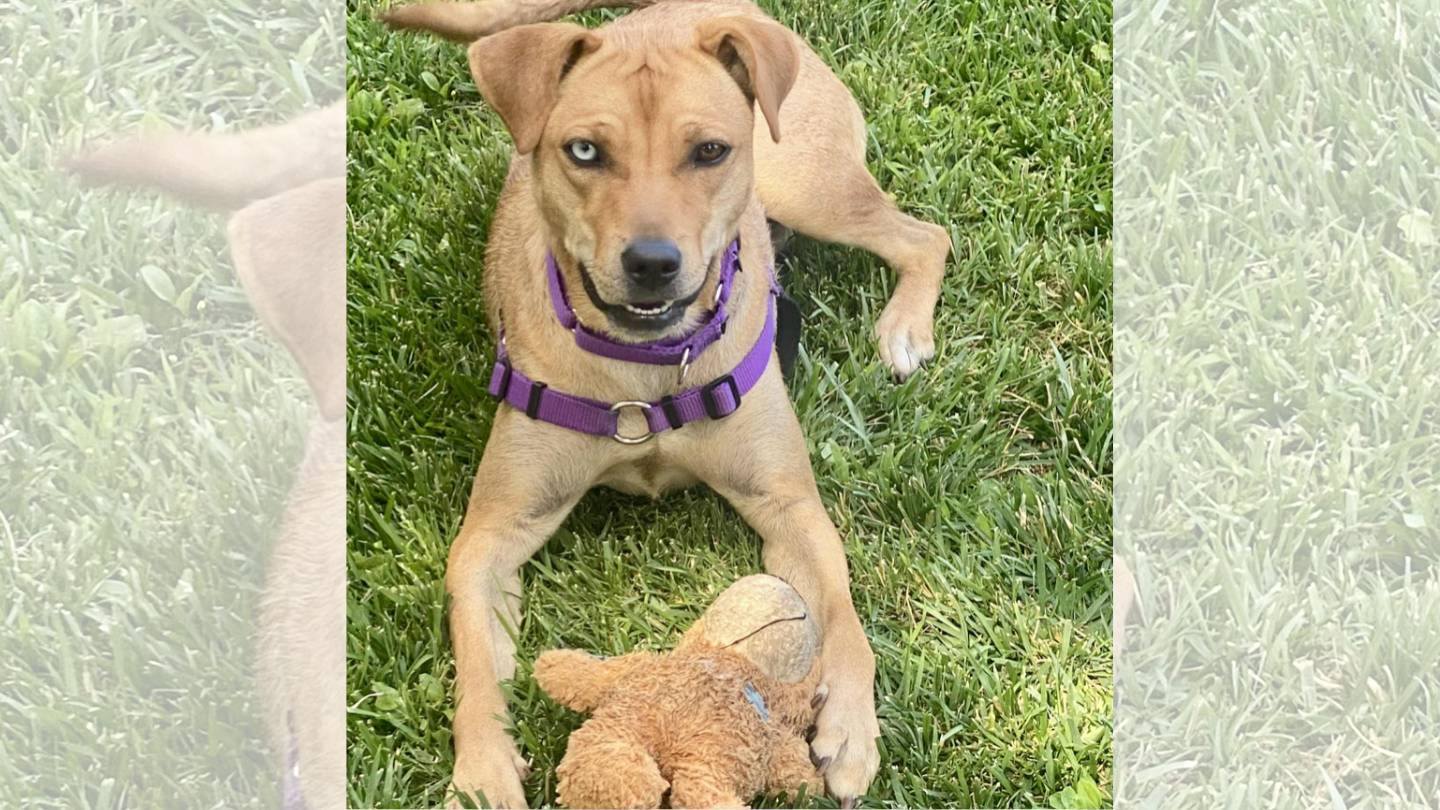 Photo of Lola a shepherd mix with a stuffed toy sitting on grass