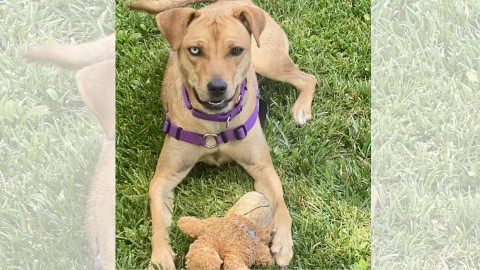 Photo of Lola a shepherd mix with a stuffed toy sitting on grass