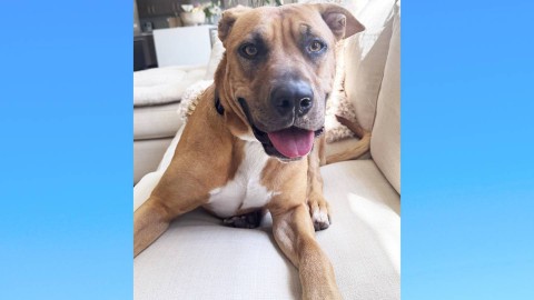 Photo of Miracle dog on couch in home