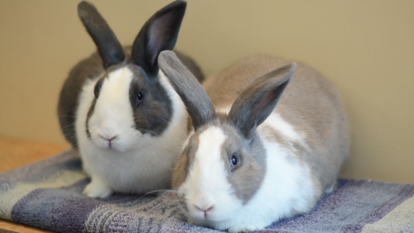 Bugs and Lola bunnies photo