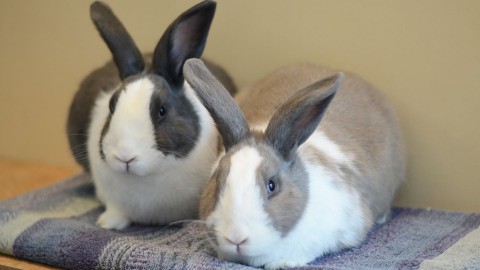 Bugs and Lola bunnies photo