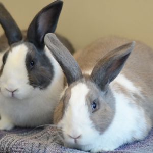 Bugs and Lola bunnies photo