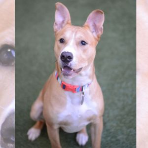 Photo of Dillon, a dog