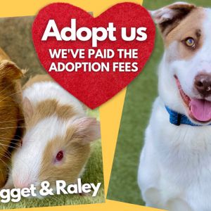 Help them find homes