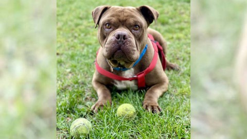Photo of dog Junior on green grass with tennis balls