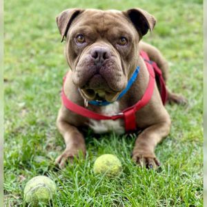 Photo of dog Junior on green grass with tennis balls