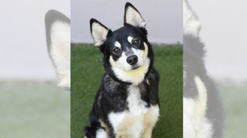 Photo of Rosco, black and white husky mix