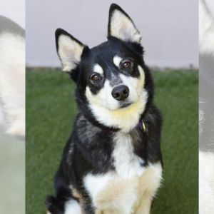 Photo of Rosco, black and white husky mix