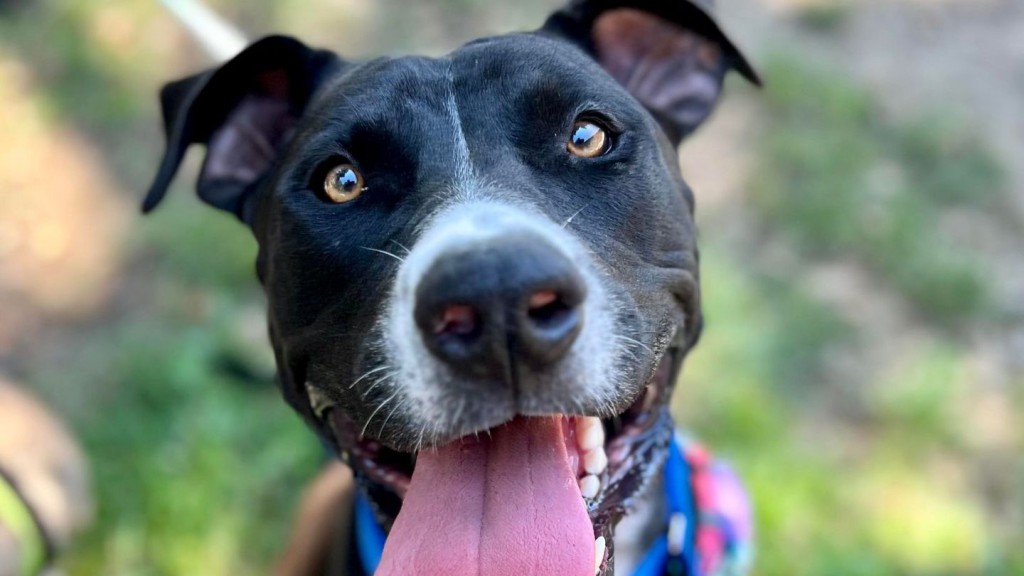 Meet Trixie from Maui