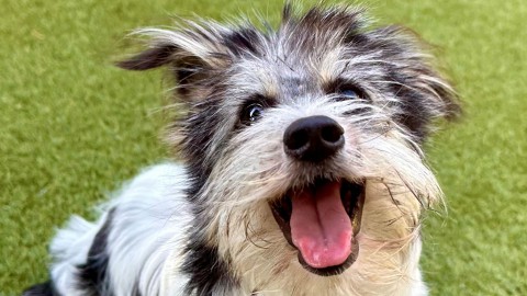 Photo of dog Willow